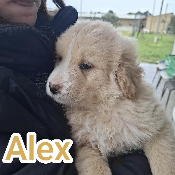 Adel, Amy, Alex e Annie cercano casa Foto 3